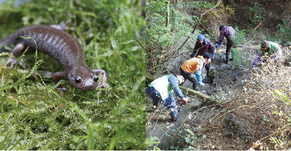 トウキョウサンショウウオの画像