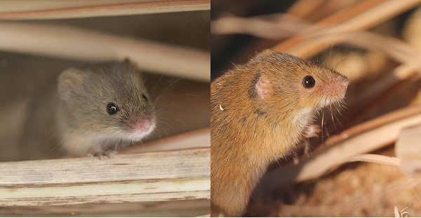 カヤネズミの球巣初確認
