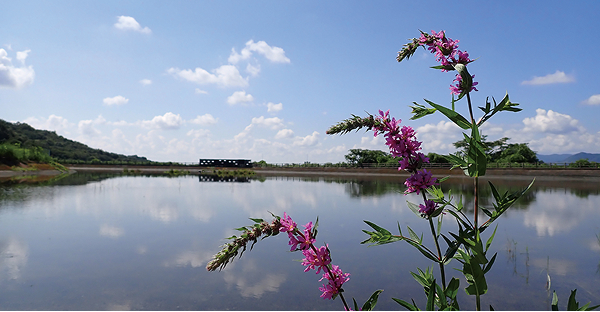 カヤネズミの球巣初確認