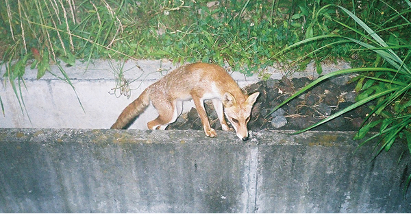 アニマルスロープの設置