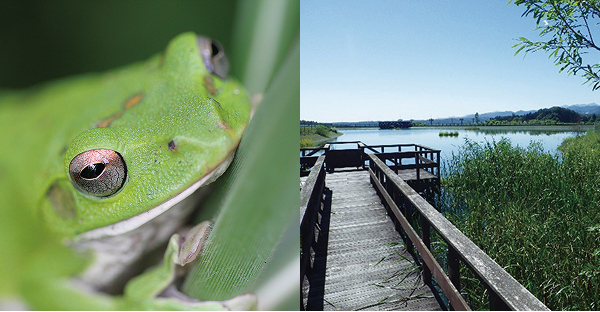 カヤネズミの球巣初確認