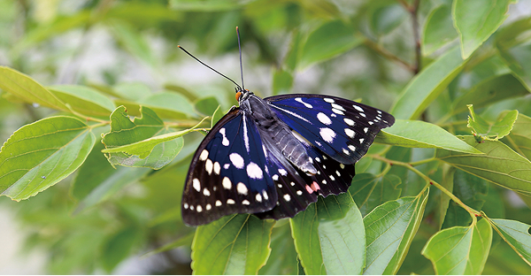 オオムラサキの成虫初確認