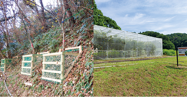 オオムラサキの成虫初確認