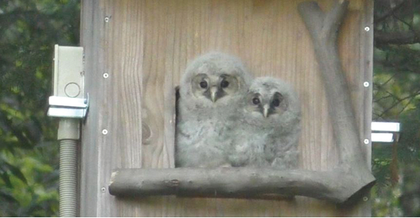 オオムラサキの成虫初確認